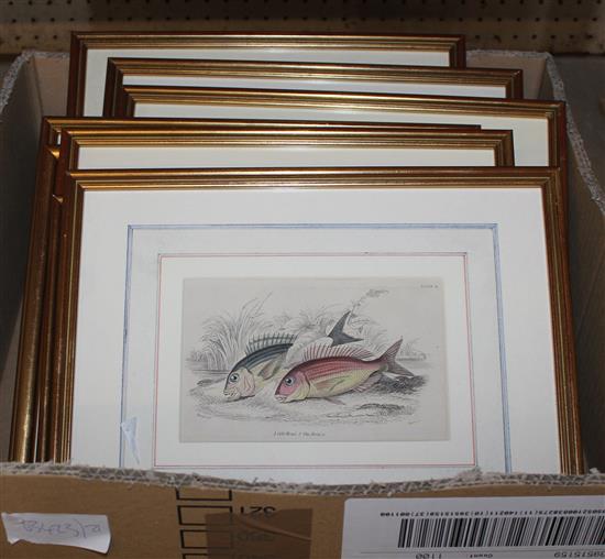 Set of 8 coloured engravings of fish(-)